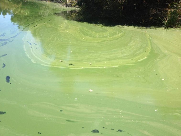 Bluegreen Algae Boom Bust Cycle