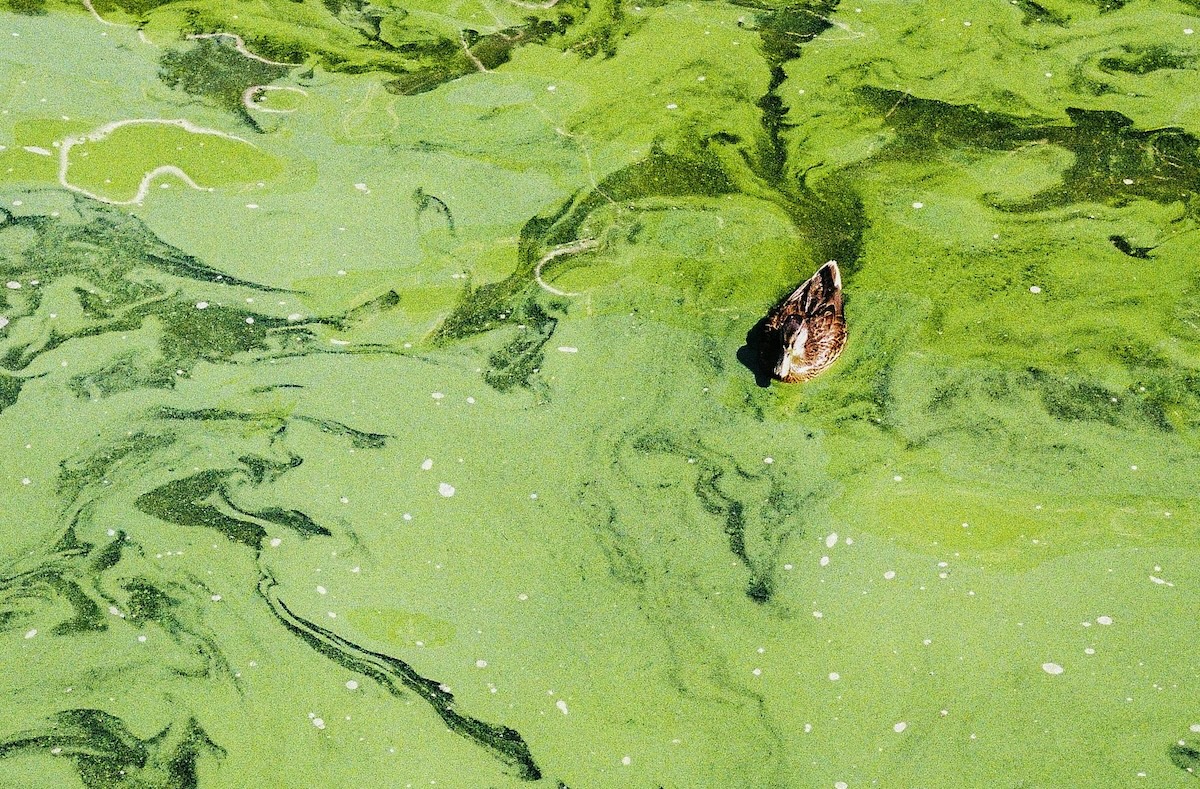 5 Most Common Types of Algae in Australian Dams – Water Quality Solutions