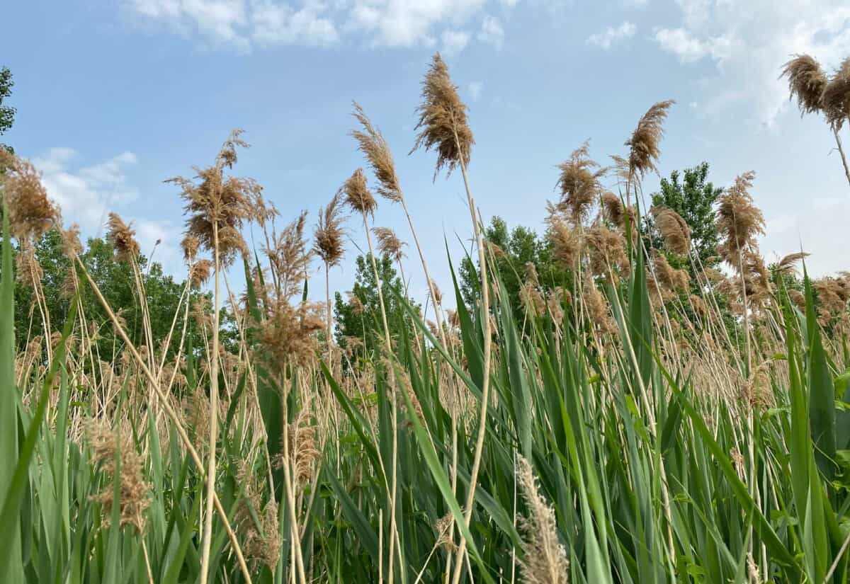 Invasive Reeds From Australia Marginal Planting for Australian Dams and Ponds: Best and Worst Plants ...